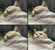 睡觉猫梗图制作，可用于表达什么事都干扰不了我睡觉。唯独只有那件事情可以让我醒过来