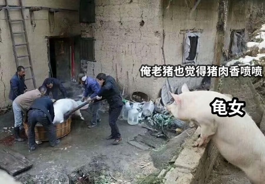俺老猪也觉得猪肉香喷喷龟女