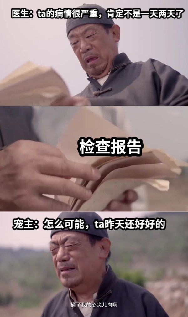 医生：ta的病情很严重，肯定不是一天两天了检查报告宠主：怎么可能，ta昨天还好好的
