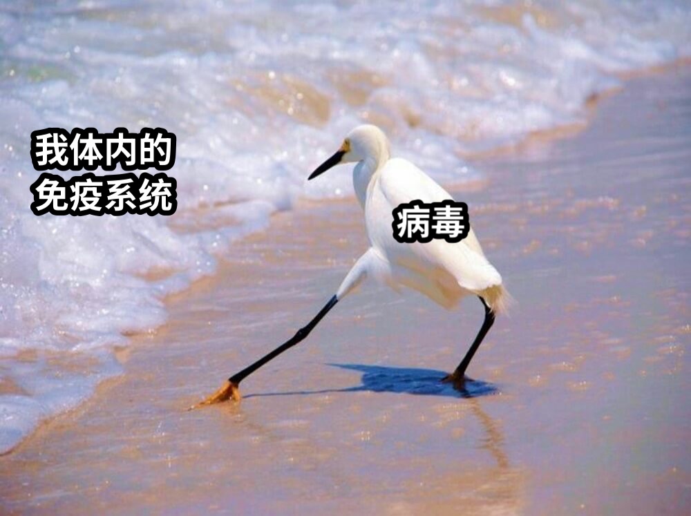 病毒在我体内免疫系统面前疯狂试探