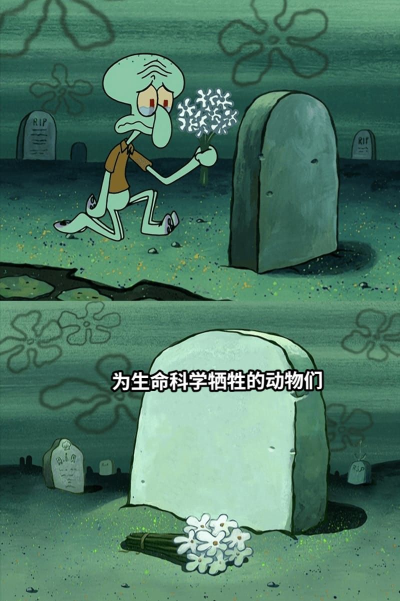 为生命科学牺牲的动物们