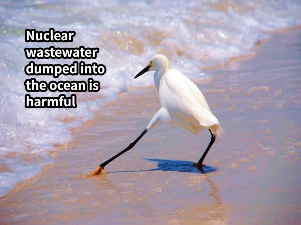 Nuclear wastewater dumped into the ocean is harmful
