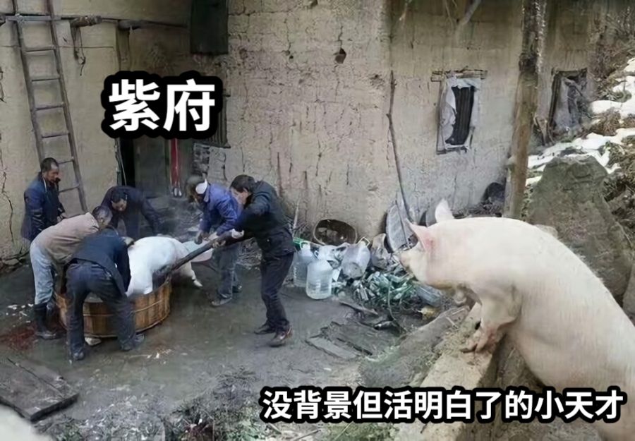 紫府没背景但活明白了的小天才