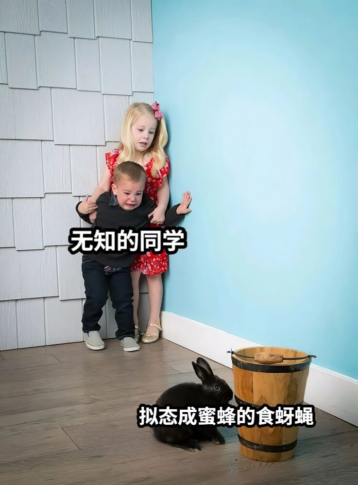 无知的同学拟态成蜜蜂的食蚜蝇