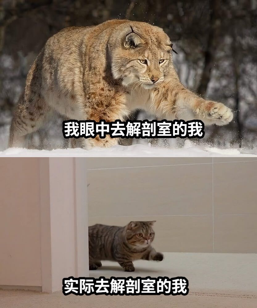 我眼中去解剖室的我实际去解剖室的我