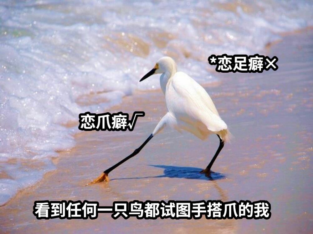 看到任何一只鸟都试图手搭爪的我*恋足癖×恋爪癖√
