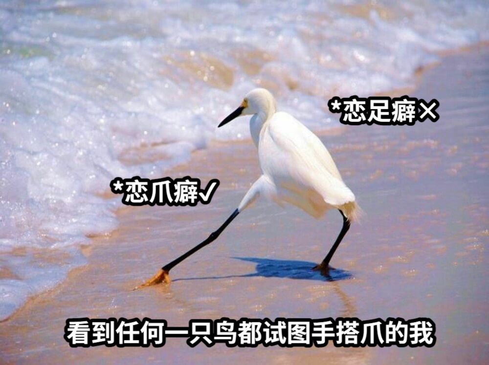 看到任何一只鸟都试图手搭爪的我*恋足癖×*恋爪癖✔︎