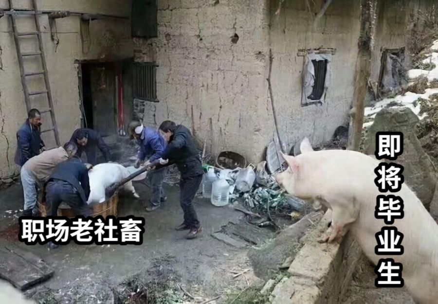 职场老社畜即将毕业生