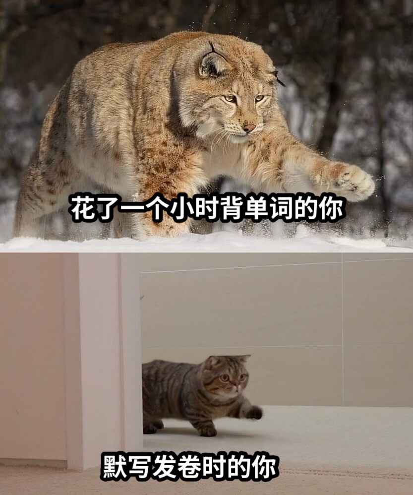 花了一个小时背单词的你默写发卷时的你