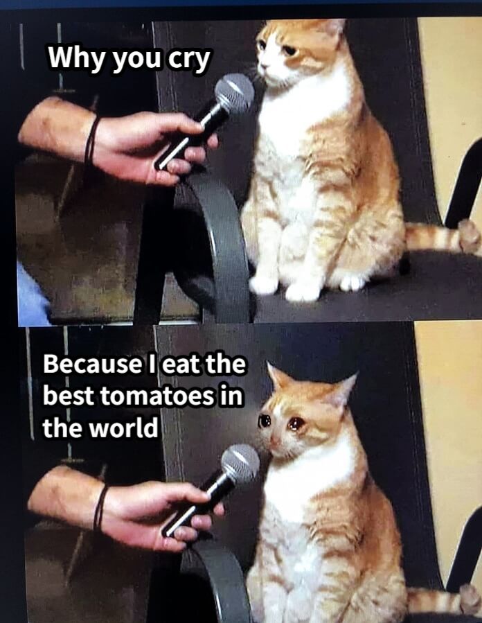 Why you cryBecause I eat the   best tomatoes in    the world