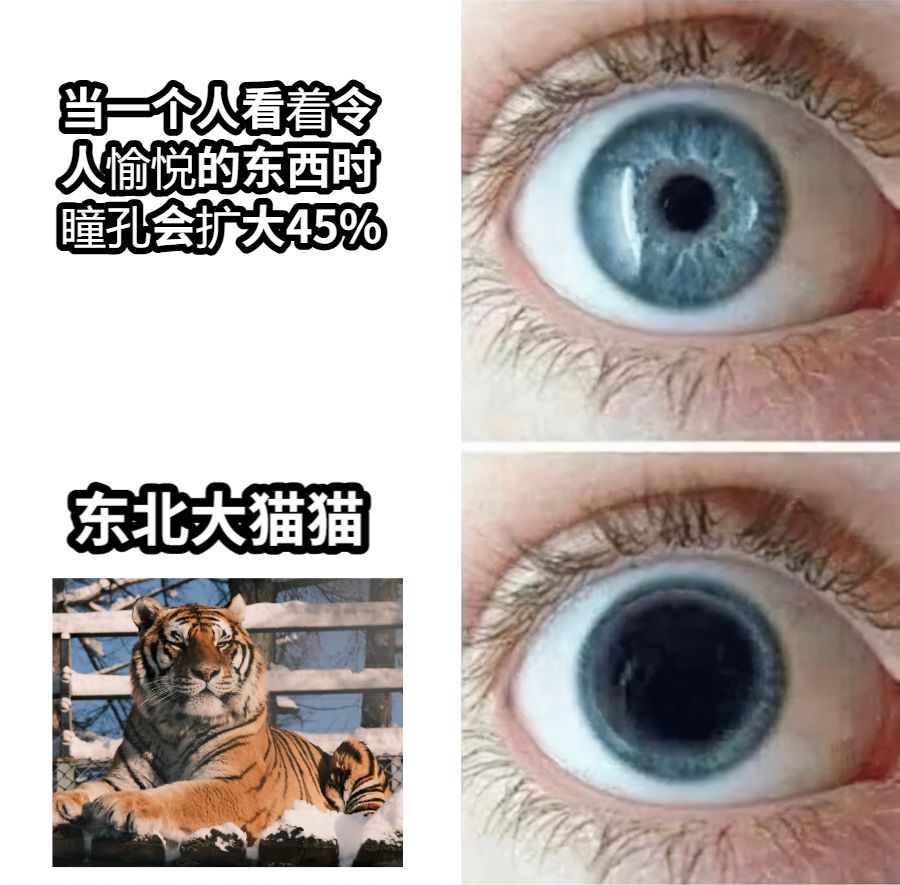 当一个人看着令人愉悦的东西时瞳孔会扩大45%东北大猫猫