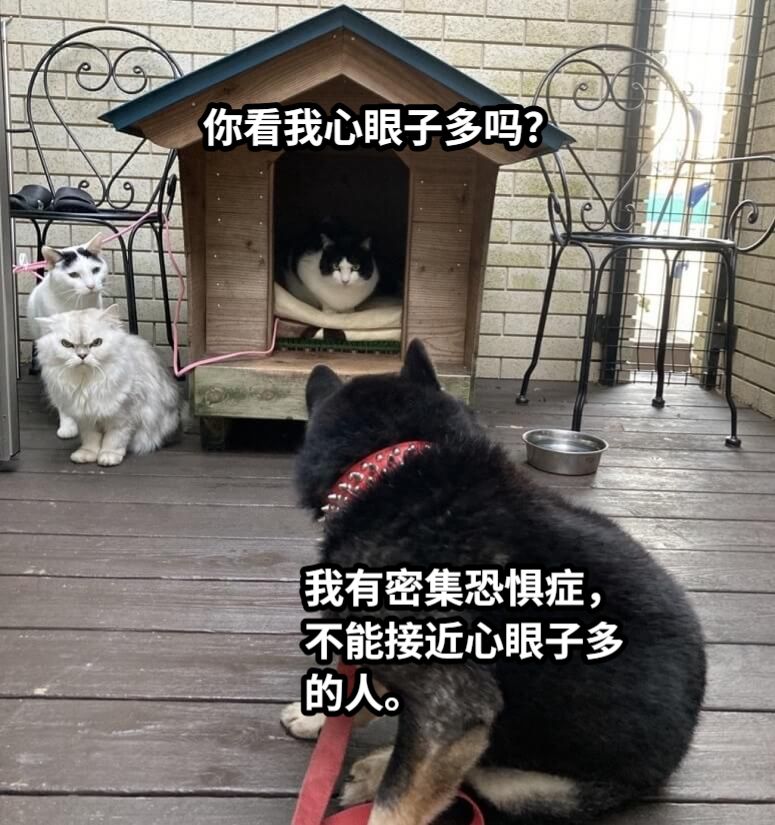 你看我心眼子多吗？我有密集恐惧症，不能接近心眼子多的人。