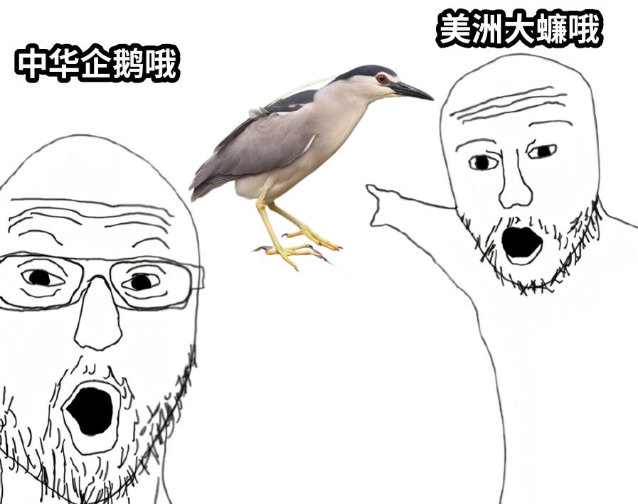 中华企鹅哦美洲大蠊哦