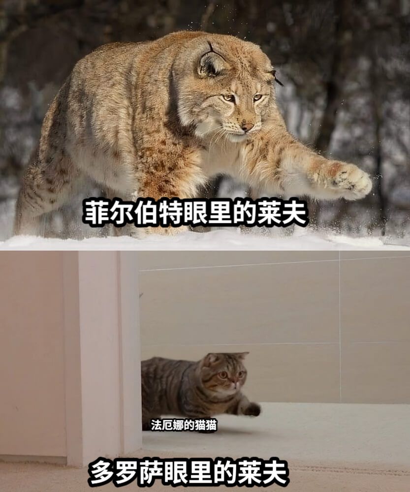 菲尔伯特眼里的莱夫多罗萨眼里的莱夫法厄娜的猫猫