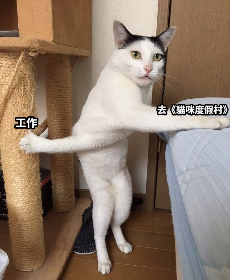 工作去《貓咪度假村》