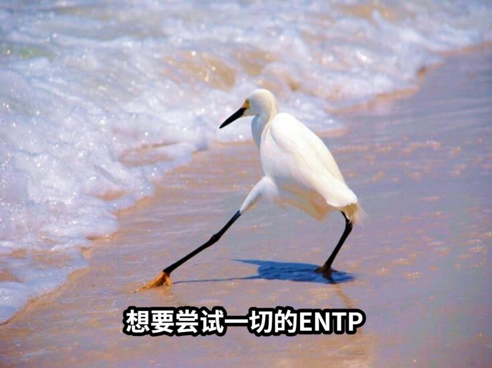 想要尝试一切的ENTP