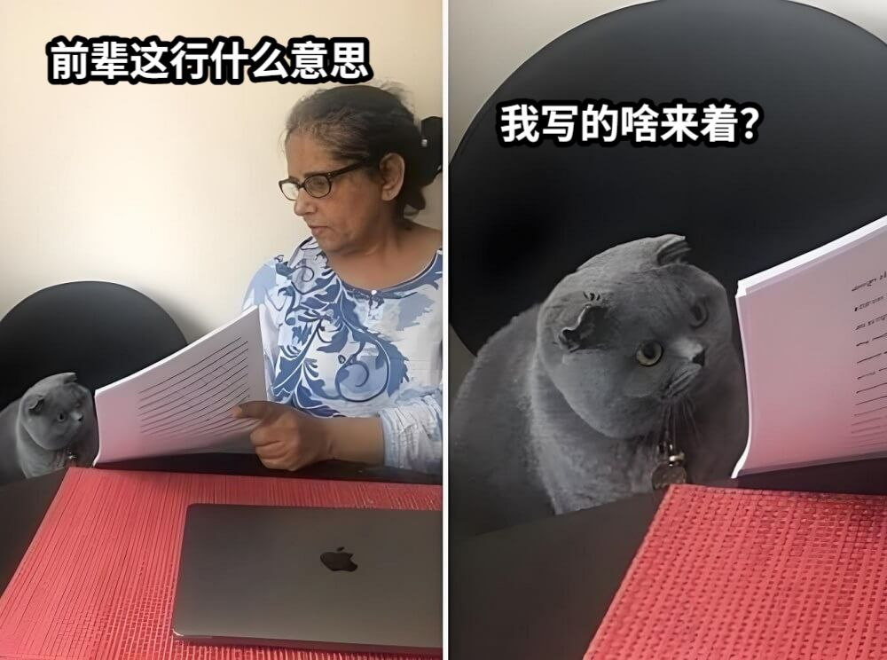 前辈这行什么意思我写的啥来着？